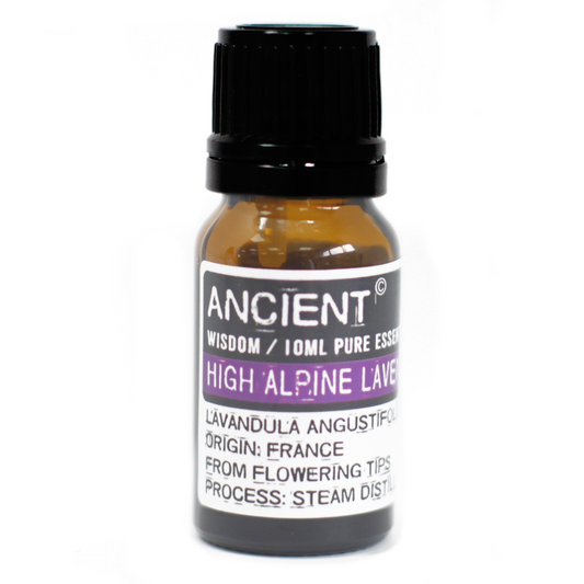 Alpine lavender
